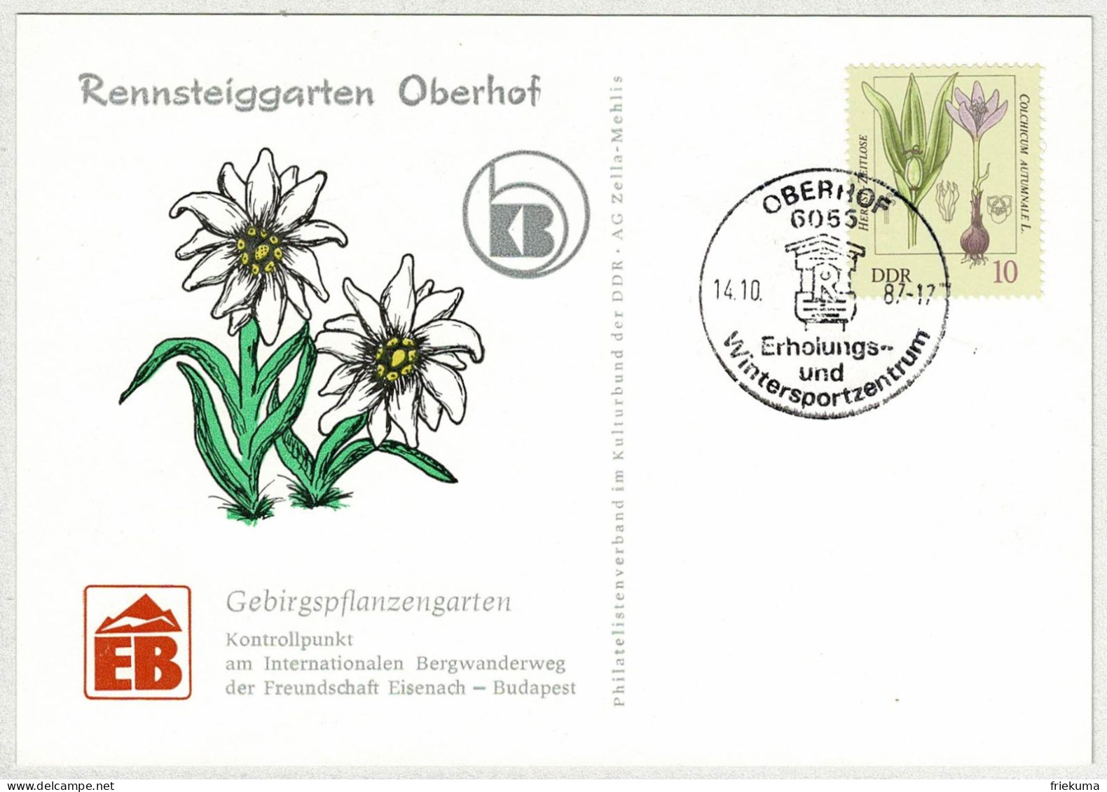 DDR 1987, Postkarte Oberhof, Erholungs- Und Wintersportzentrum, Herbst-Zeitlose, Gebirgspflanzengarten - Autres & Non Classés