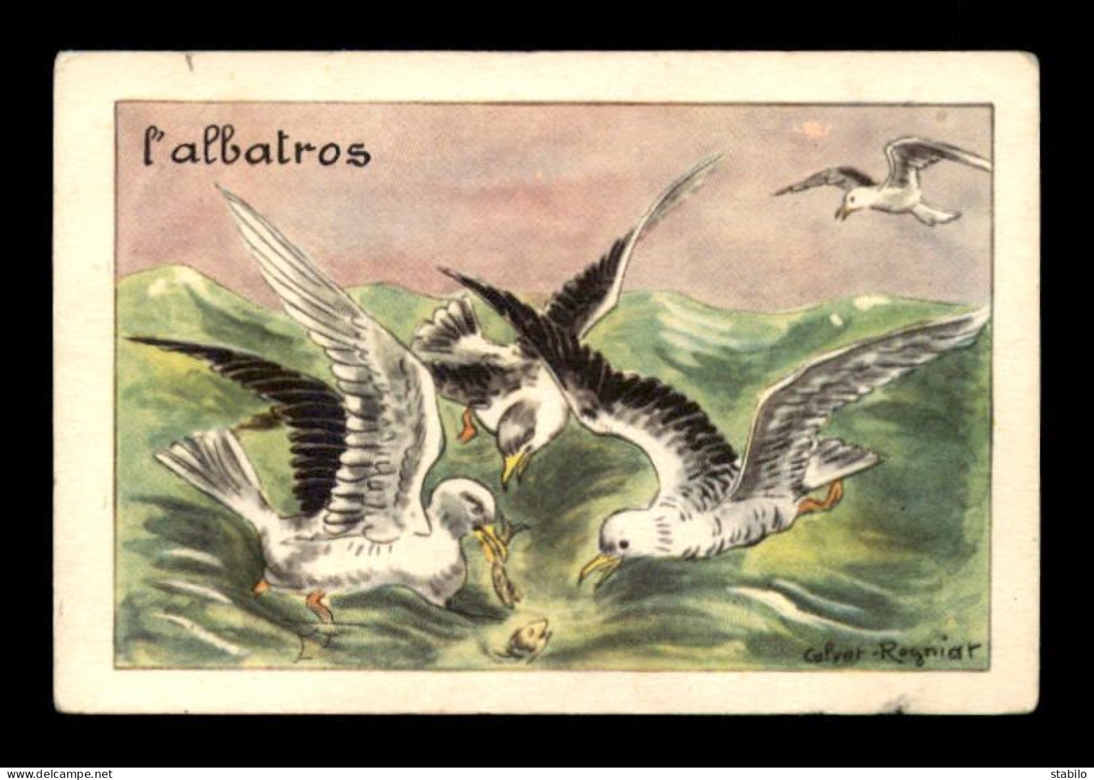 IMAGES - ANIMAUX - L'ALBATROS - ILLUSTRATEUR CALVET-ROGNIAT - EDITIONS EDUCATIVES - FORMAT 9.3 X 6.3 CM - Andere & Zonder Classificatie