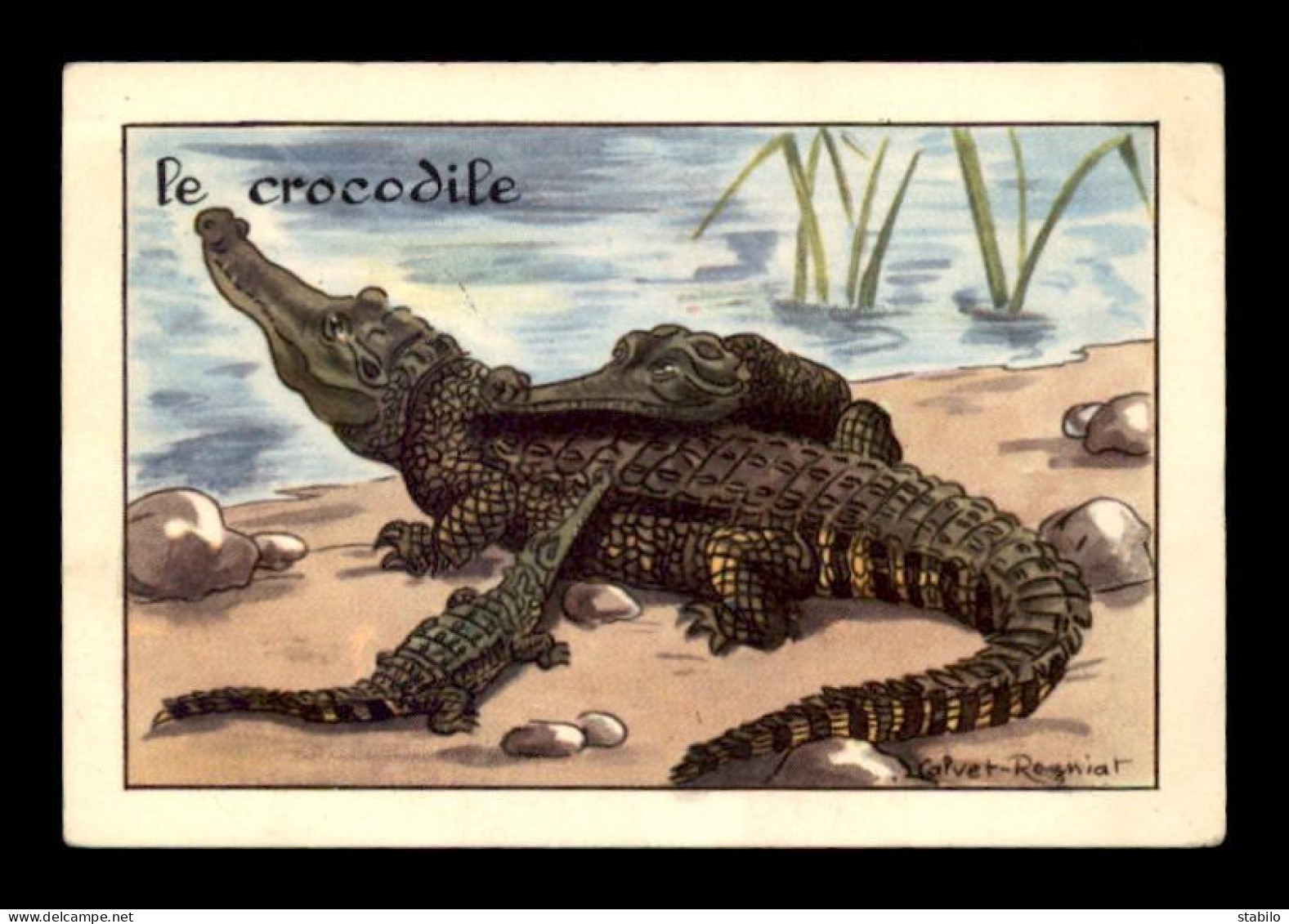 IMAGES - ANIMAUX - LE CROCODILE - ILLUSTRATEUR CALVET-ROGNIAT - EDITIONS EDUCATIVES - FORMAT 9.3 X 6.3 CM - Other & Unclassified