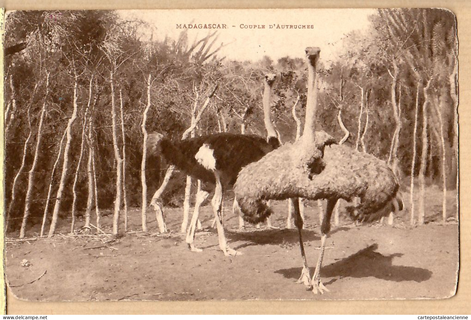 30729 / Madagascar Couple AUTRUCHES Ostrich Strauß Struisvogel Avestruz Madagaskar 1920s - Madagascar