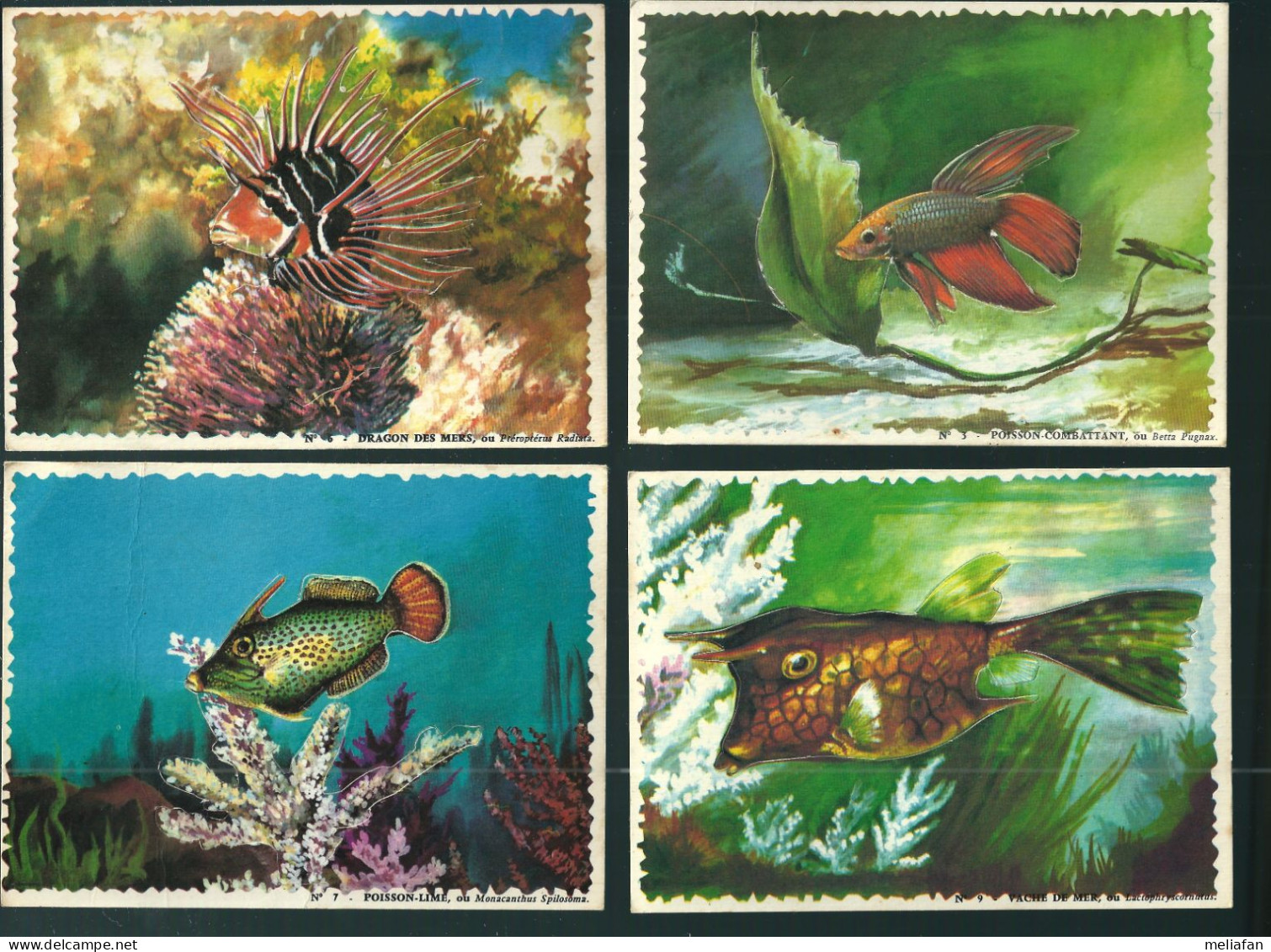 W492 - CARTES BISCOTTES REINETTE - COLLECTION DES POISSONS DES TROPIQUES - Sonstige & Ohne Zuordnung