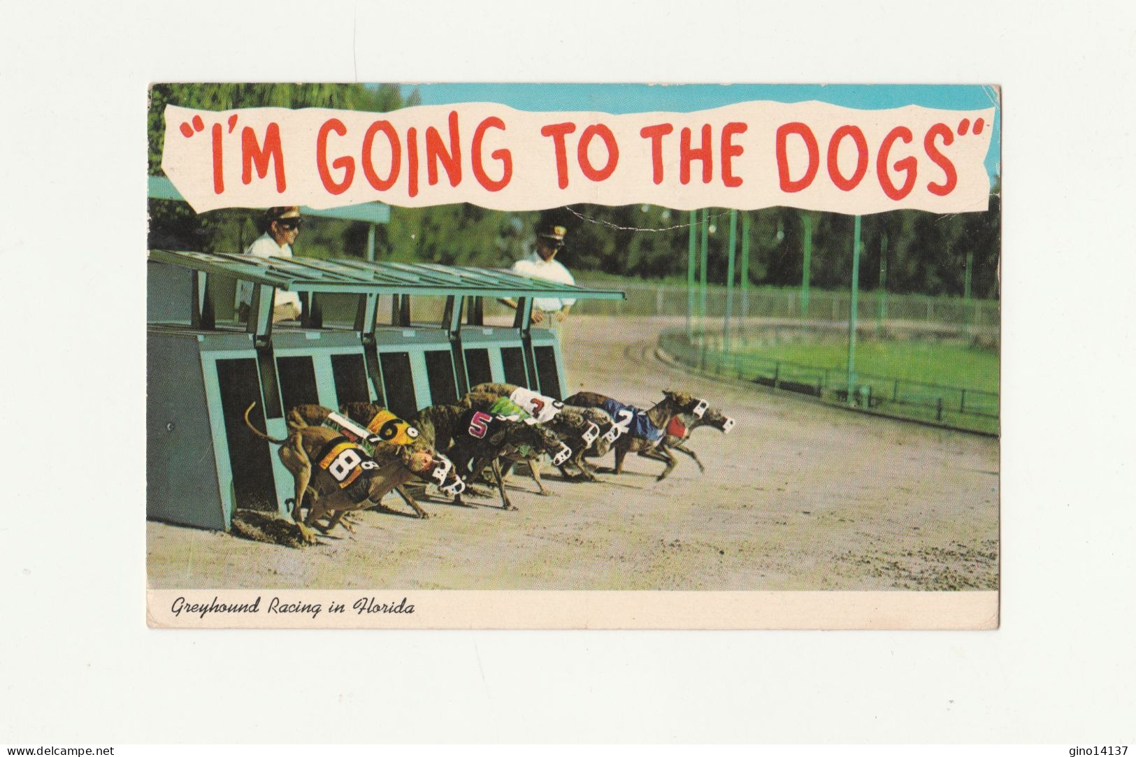 Cartolina Viaggiata AIR MAIL FLORIDA " I'M GOING TO THE DOGS " Corsa Cani 1973 - Chiens