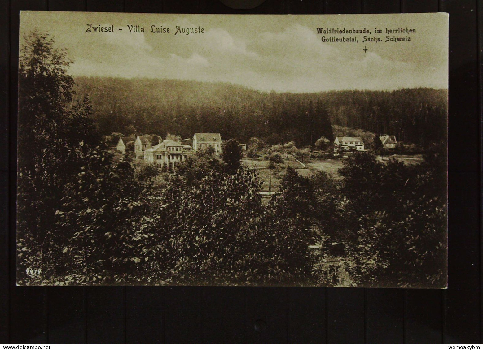 AK Von Zwiesel (Sachsen) Mit Villa "Luise Auguste"  Waldfiedensbaude, Im Herrlichen Gottleubatal -nicht Gelaufen Um 1930 - Bad Gottleuba-Berggiesshübel