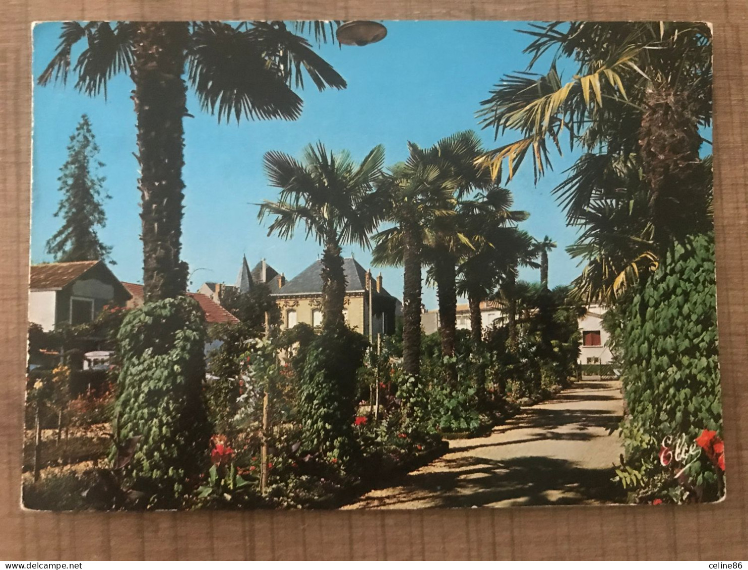 BERGERAC Une Allée De Palmiers Dans La Roseraie Du Jardin - Bergerac