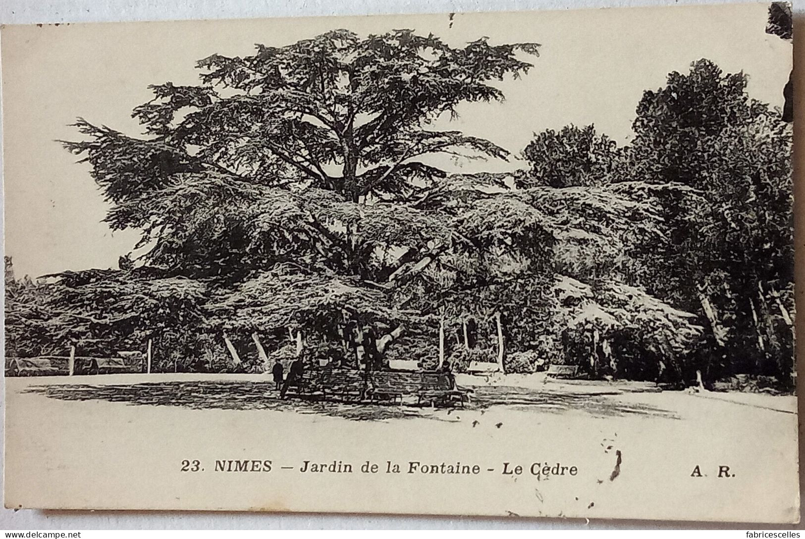 CPA  Circulé 1916 , Nîmes (Gard) - Jardin De La Fontaine - Le Cèdre.  (106) - Nîmes