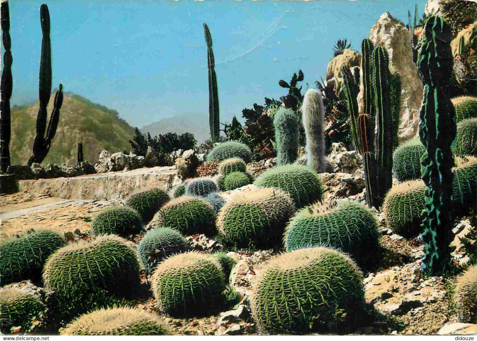 Fleurs - Plantes - Cactus - Eze Village - Le Jardin Exotique - Coussin De Belle-mère Et Candélabre - Mention Photographi - Cactusses