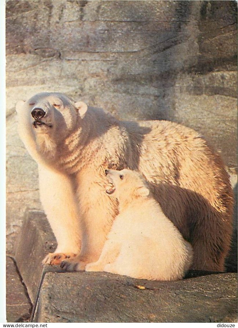 Animaux - Ours - Ours Blanc - Bear - CPM - Voir Scans Recto-Verso - Bears