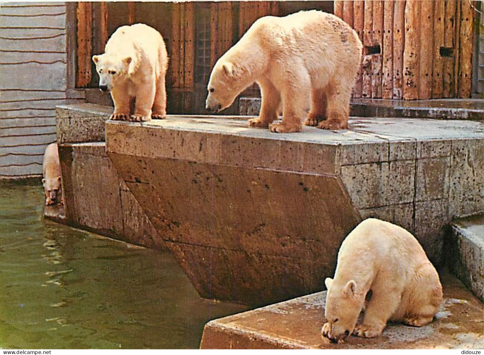 Animaux - Ours - Zoo Antwerpen Anvers - Ours Polaire - Zoo - Bear - CPM - Voir Scans Recto-Verso - Bears