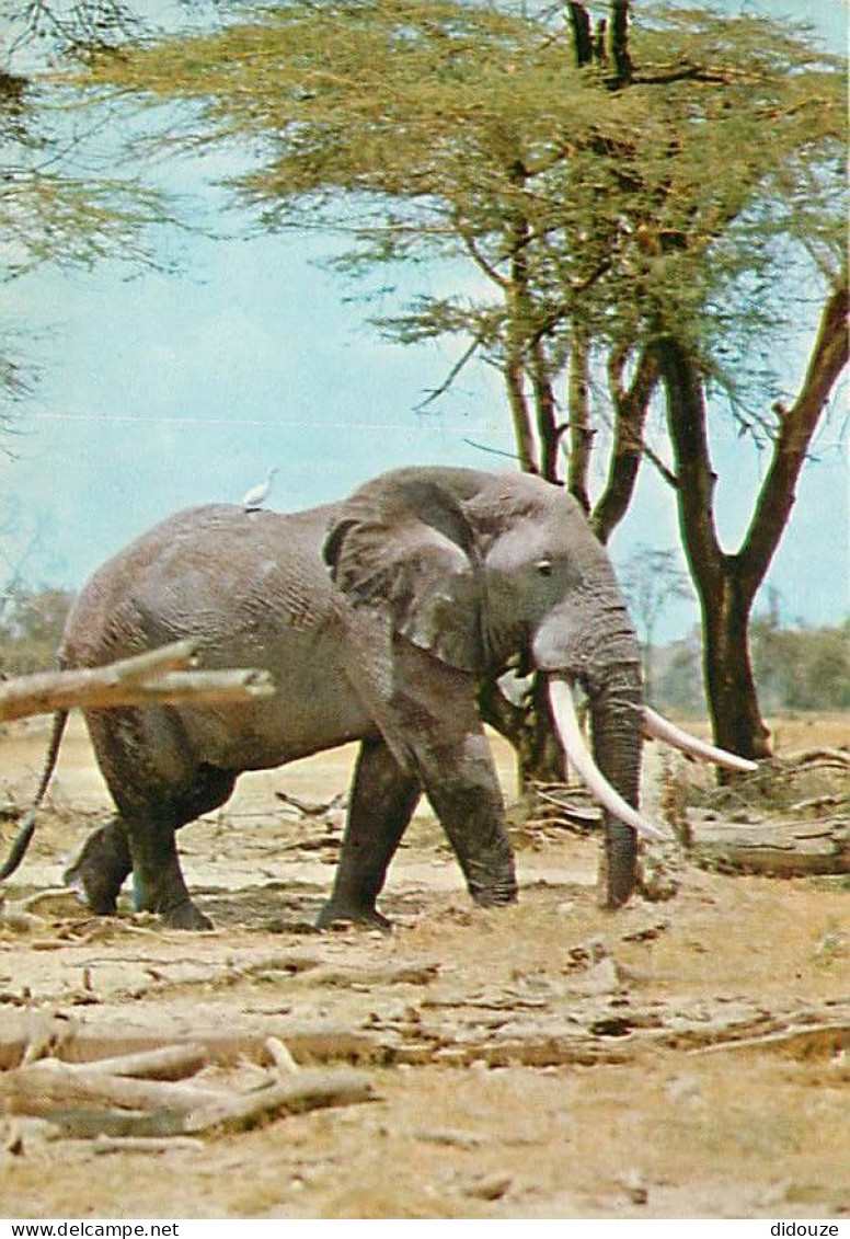 Animaux - Eléphants - Eléphant Africain - CPM - Voir Scans Recto-Verso - Éléphants