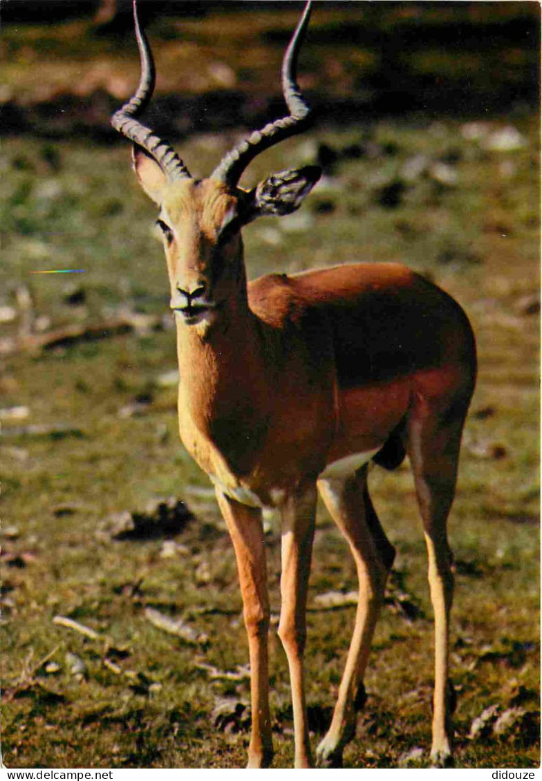 Animaux - Impala - Faune Africaine - CPM - Carte Neuve - Voir Scans Recto-Verso - Other & Unclassified