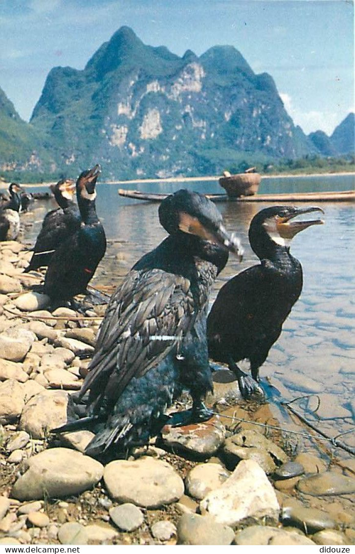 Animaux - Oiseaux - Cormoran - CPM - Voir Scans Recto-Verso - Birds