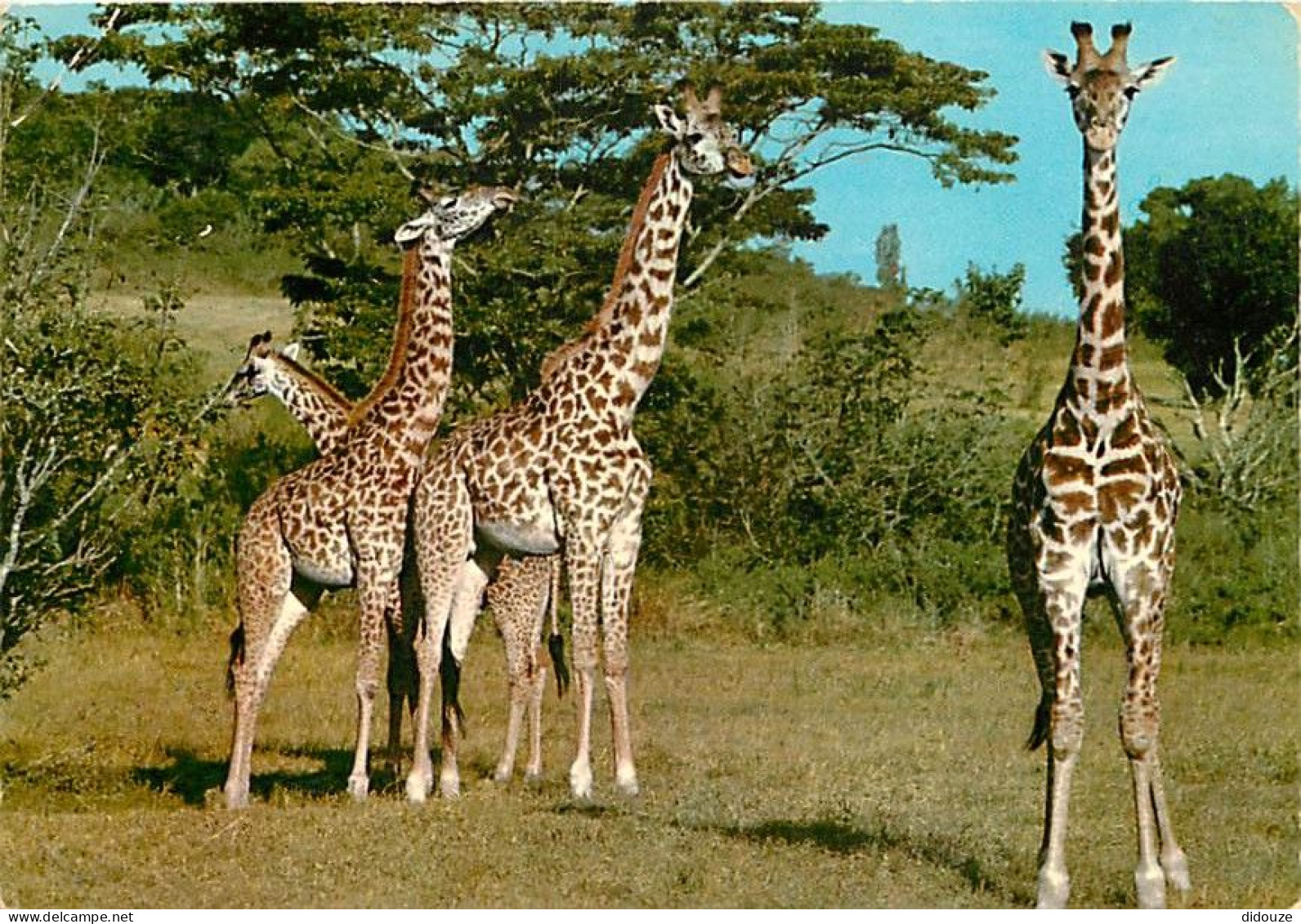 Animaux - Girafes - East Africa - African Wildlife - Voir Timbre Du Kenya - Etat Léger Pli Visible - CPM - Voir Scans Re - Giraffen