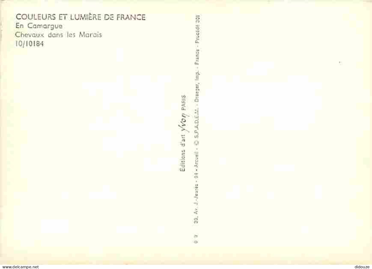 Animaux - Chevaux - Camargue - Chevaux Dans Le Marais - Carte Neuve - Voir Scans Recto Verso  - Horses