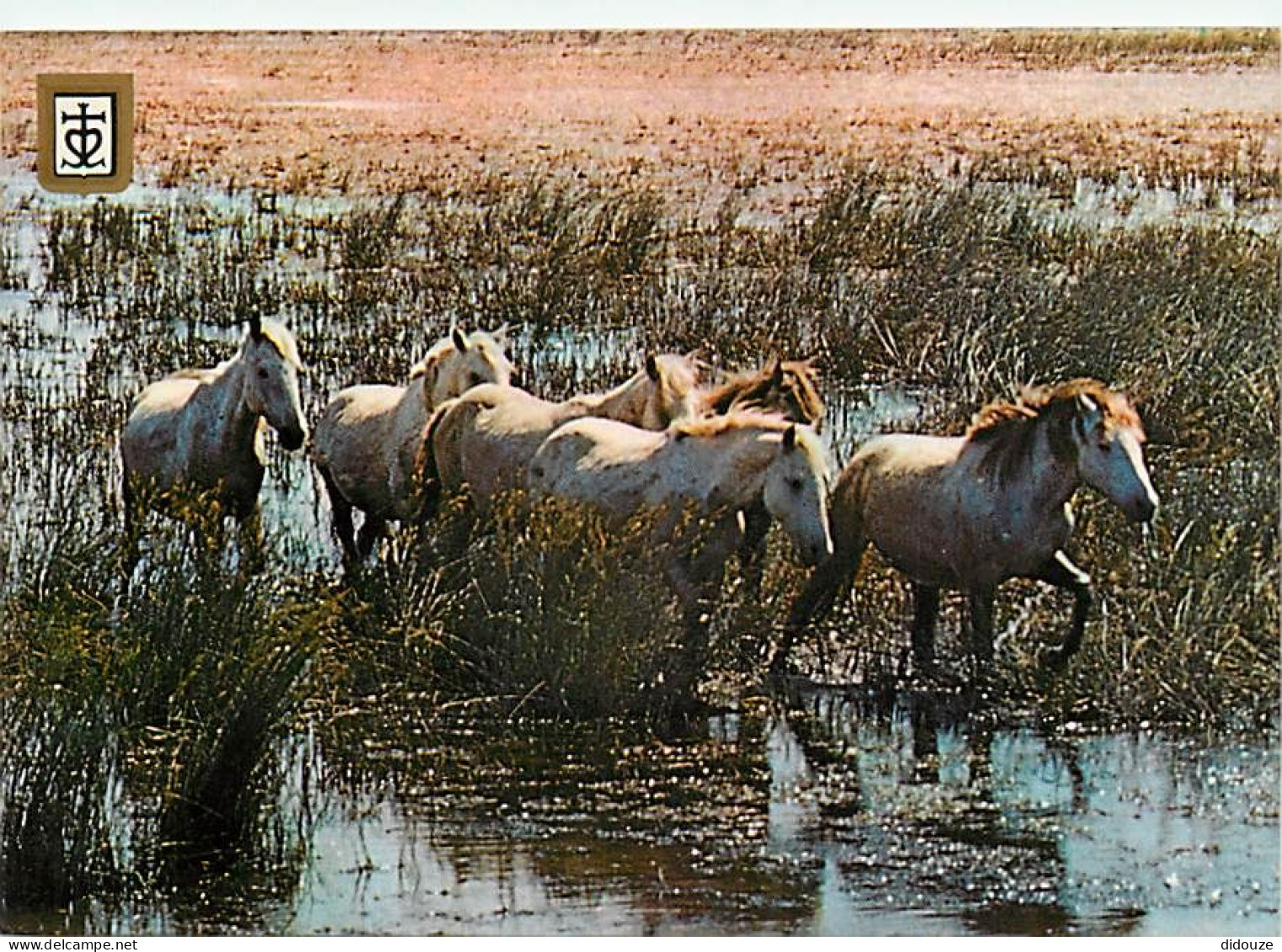 Animaux - Chevaux - Camargue - Chevaux Camarguais Dans Les Etangs - Carte Neuve - CPM - Voir Scans Recto-Verso - Horses