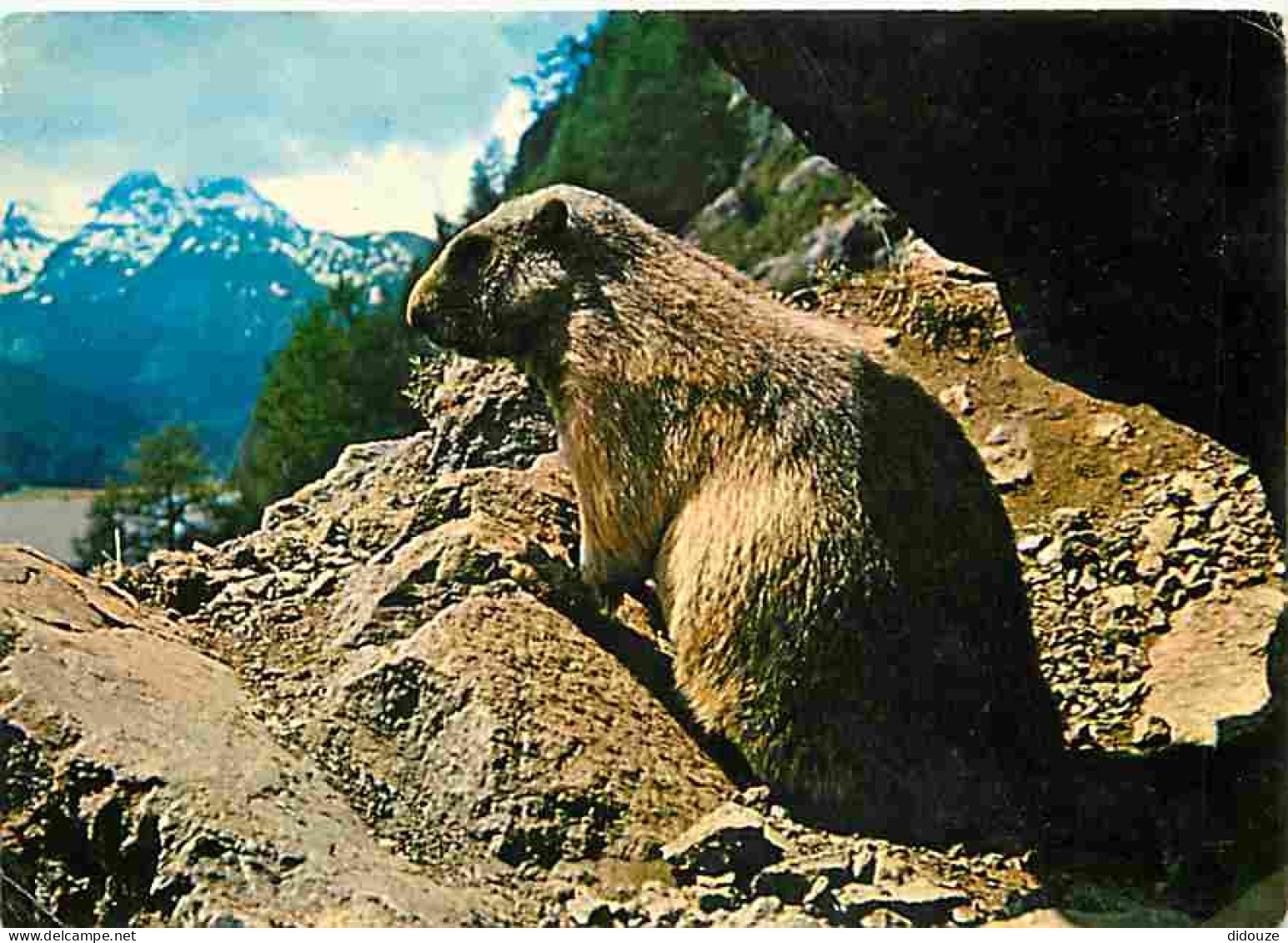 Animaux - Marmottes - CPM - Voir Scans Recto-Verso - Other & Unclassified