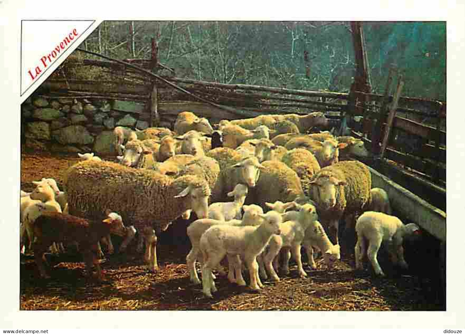 Animaux - Moutons - Provence - CPM - Voir Scans Recto-Verso - Autres & Non Classés