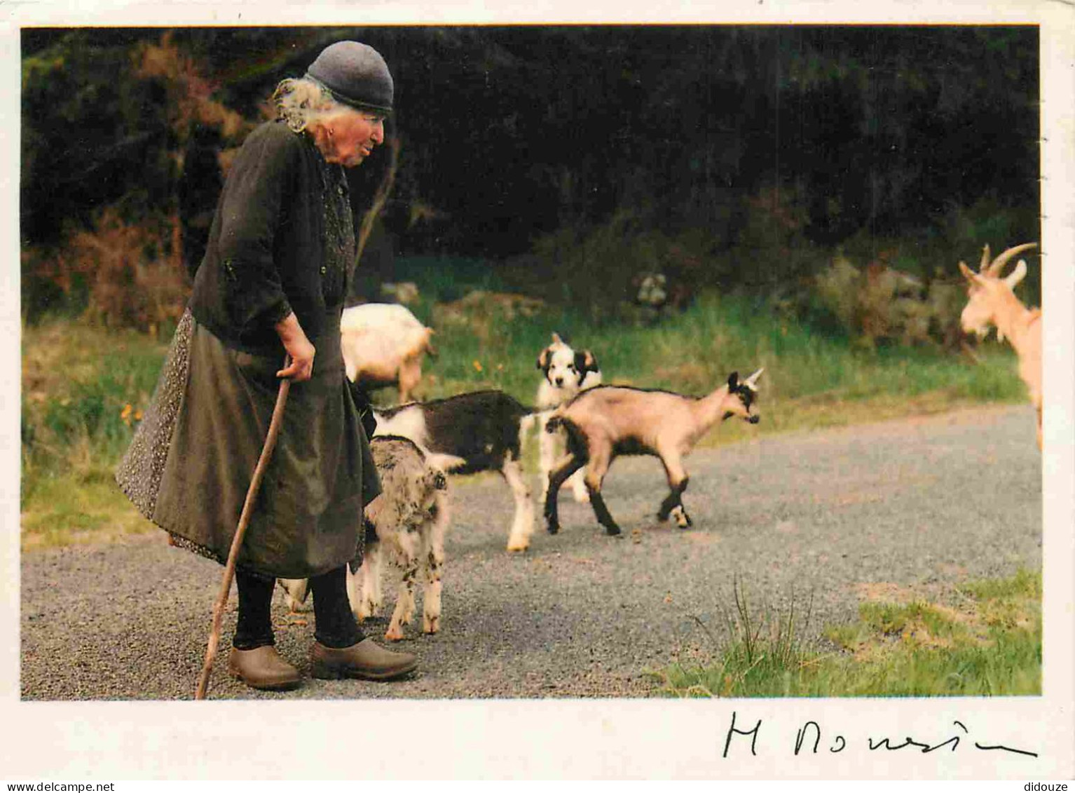 Animaux - Chèvres - Auvergne - En Juin Les Cabris Sont Nés - CPM - Flamme Postale - Voir Scans Recto-Verso - Autres & Non Classés