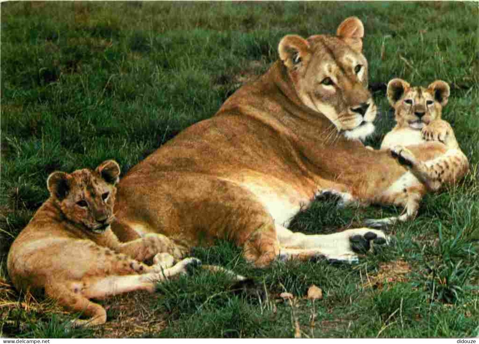 Animaux - Fauves - Lion - Réserve Du PAL De St Pourçain Sur Bresbre - Lionne Et Ses Petits - Zoo - CPM - Voir Scans Rect - Löwen
