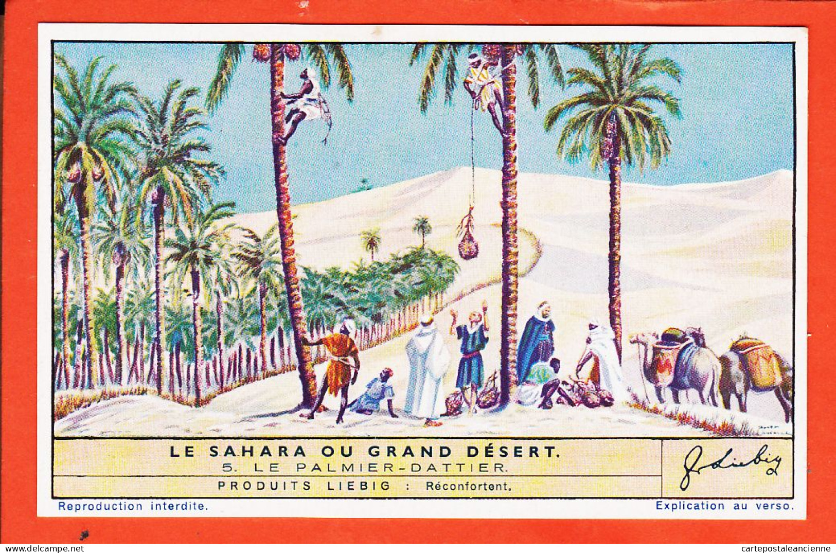 27290 / ⭐ Chromo LIEBIG ◉ Série 165 Sahara Ou Grand Desert N° 5 ◉ Le Palmier-Dattier - Liebig