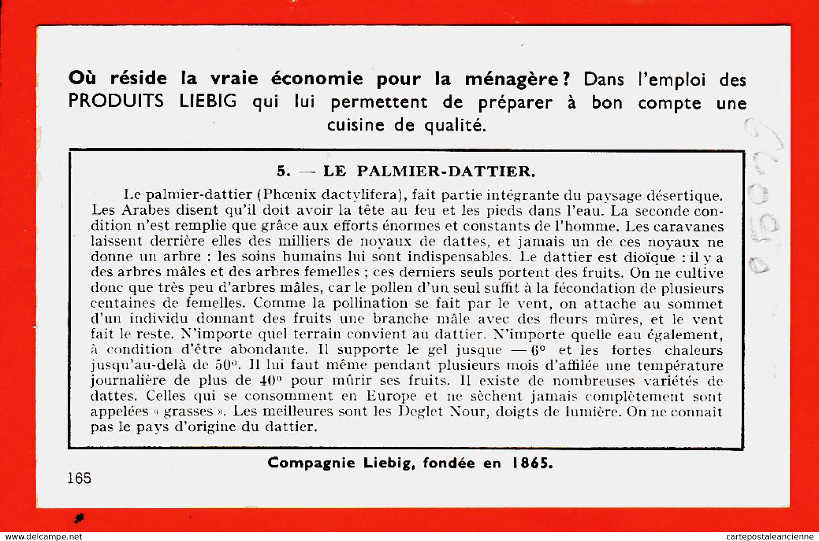 27290 / ⭐ Chromo LIEBIG ◉ Série 165 Sahara Ou Grand Desert N° 5 ◉ Le Palmier-Dattier - Liebig