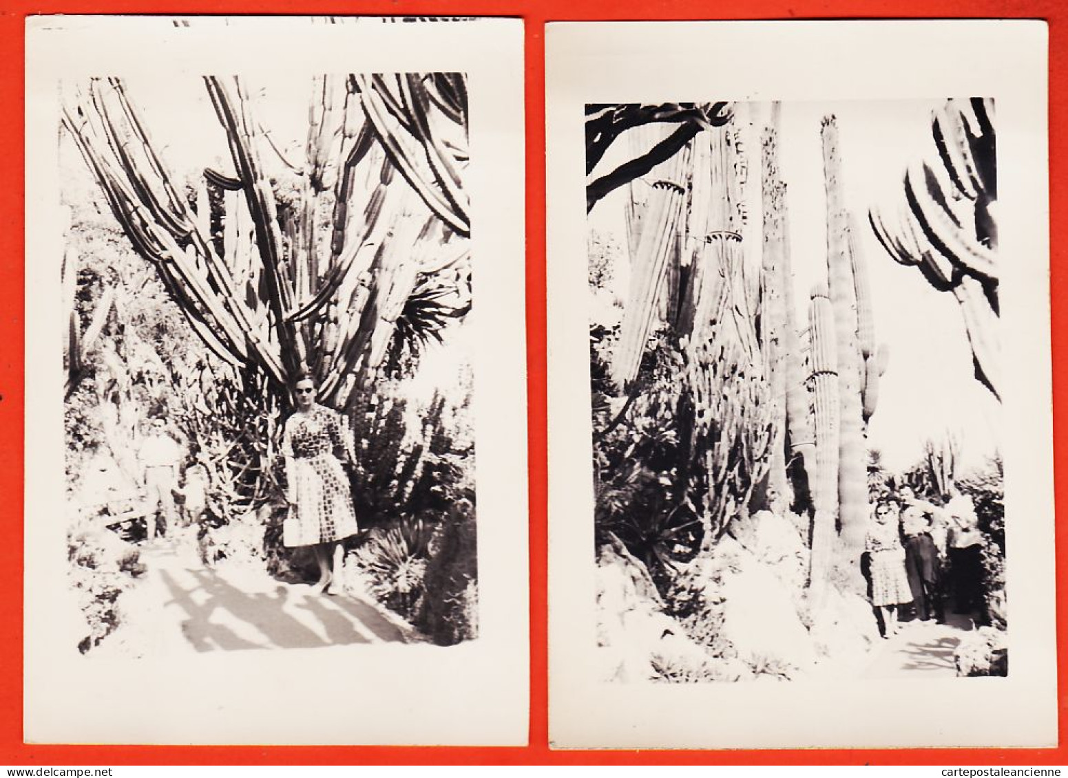27273 /⭐ ◉ 2 Photographies  ◉ MONACO Allée Bordée Cactus Cierge Jardin Exotique 1950s  ◉ Photographies 9x13cm - Exotischer Garten