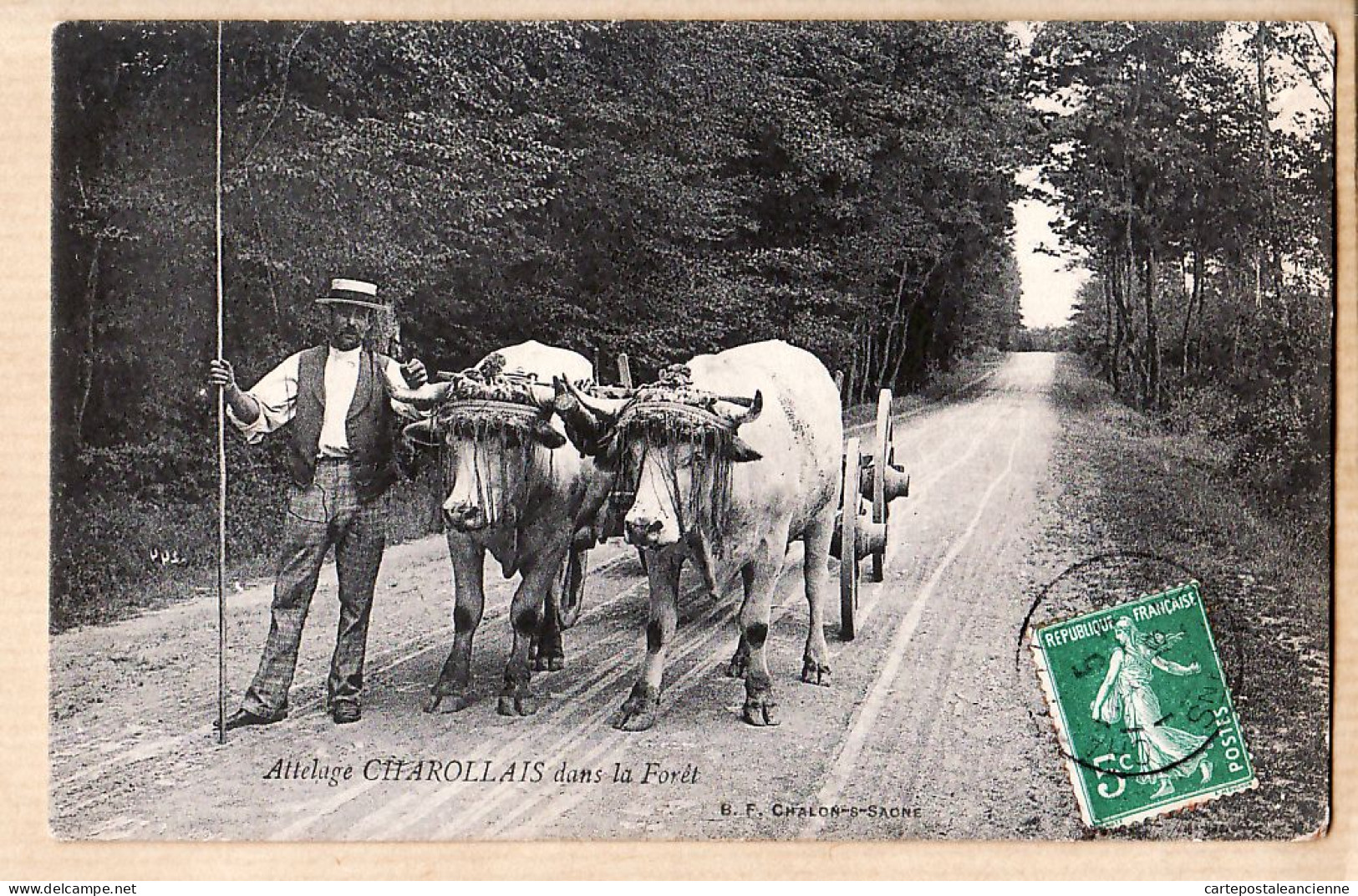 27209 / ⭐ CHAROLLES 71-Saône-Loire Attelage CHAROLLAIS 2 Boeufs Dans La Forêt 1908 à ROGAY Rue Des Docks Lyon-Vaise - Charolles