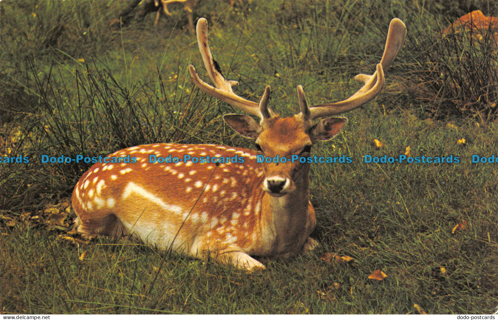 R070592 Fallow Deer. Photo Precision - World