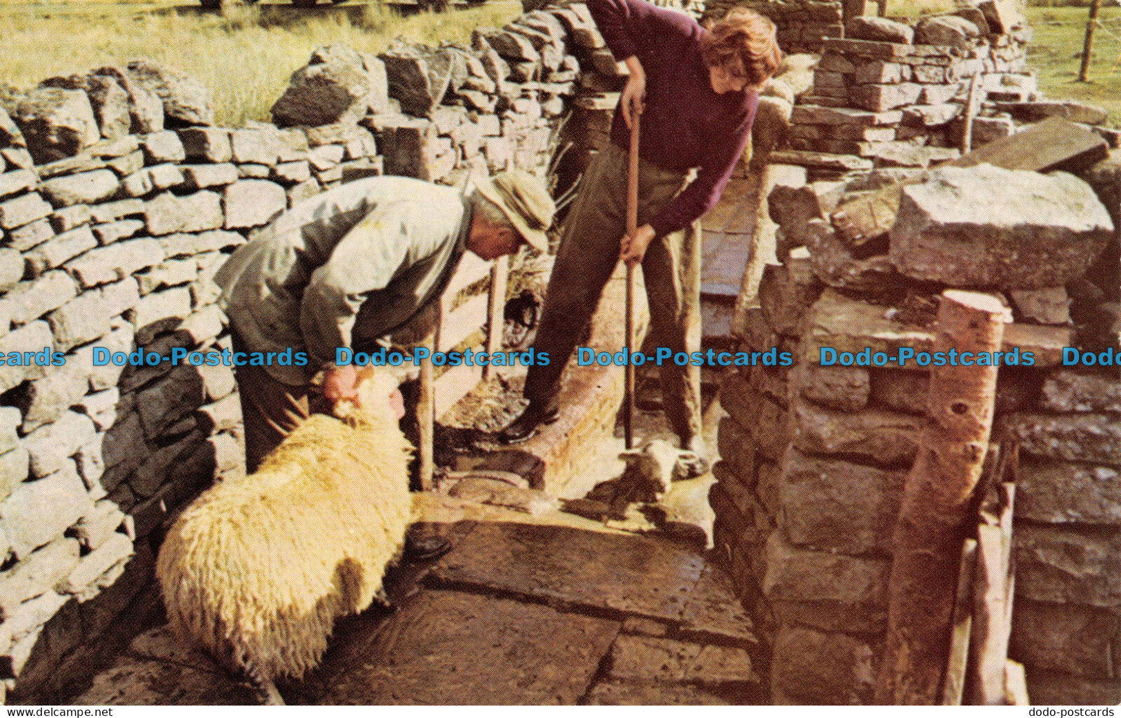 R069741 Britains Countryside. Sheep Dipping. Salmon - World
