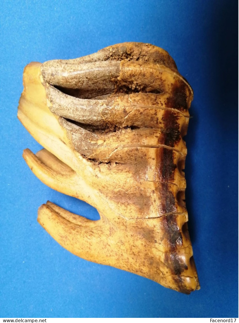 Dent De Pachyderme Fossilisée ( Mammouth Ou éléphant ) - Sonstige & Ohne Zuordnung