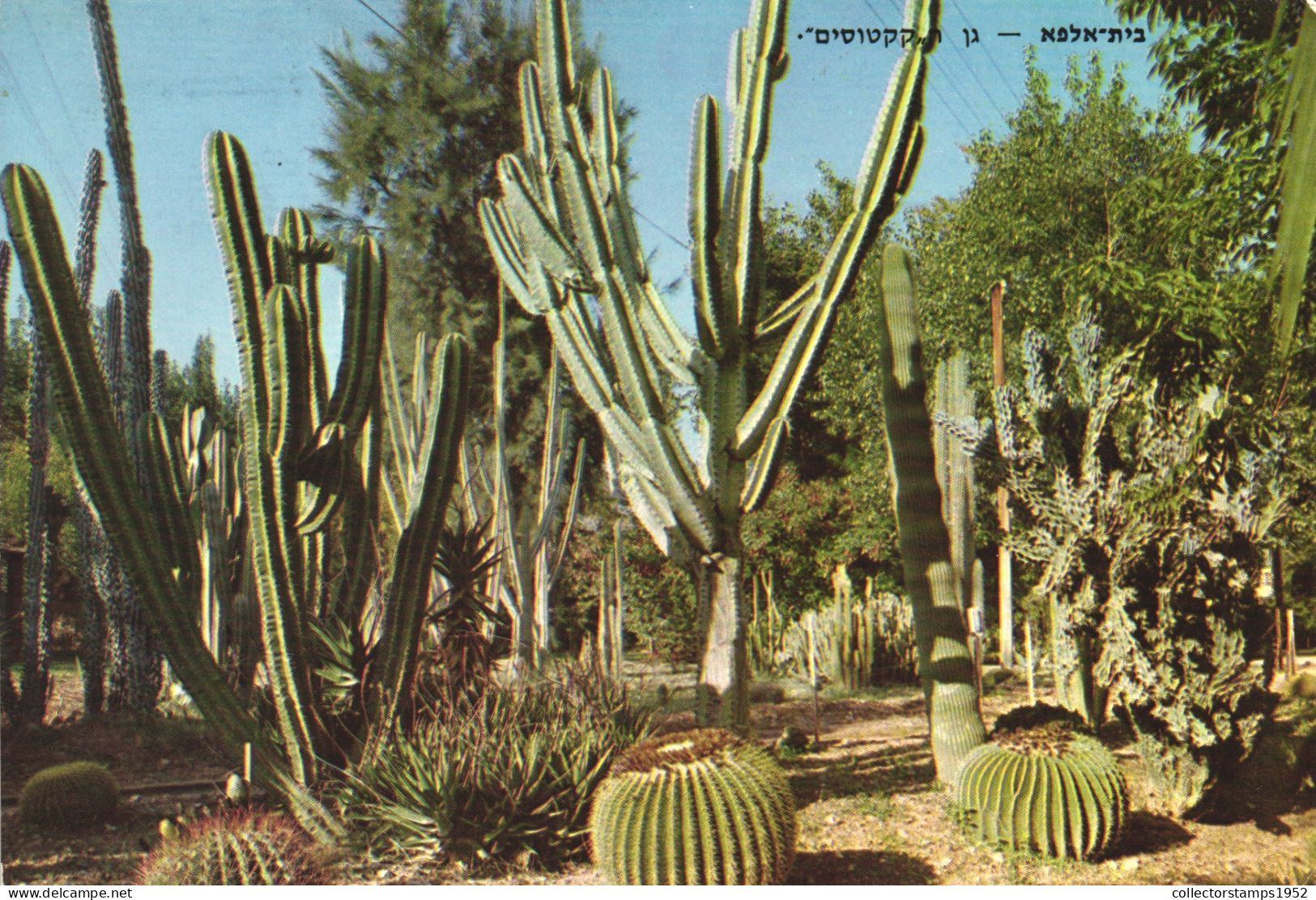 CACTUSSES, CACTI, PLANT, BEIT ALPHA, ISRAEL, POSTCARD - Cactusses