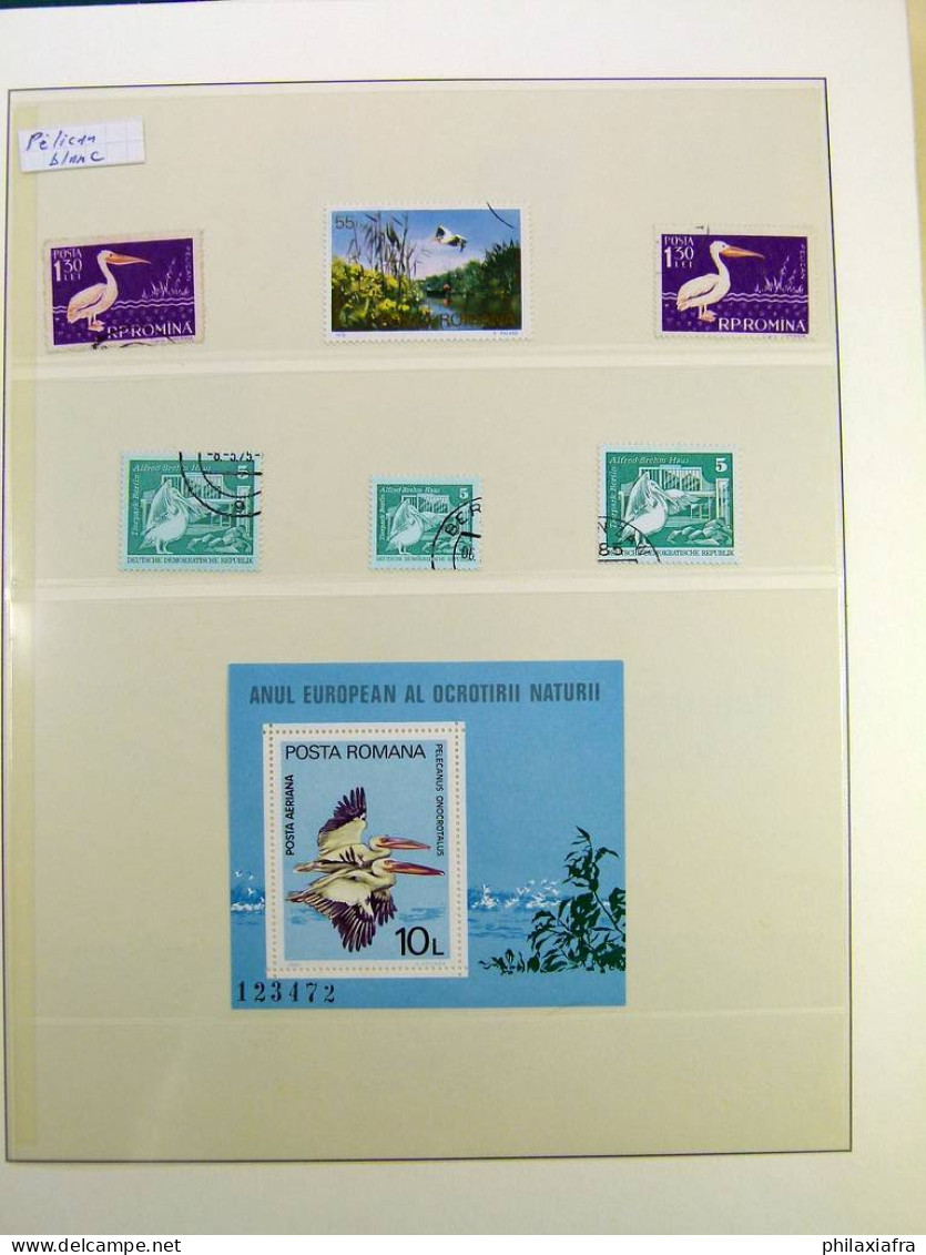 Collection Thématique Oiseaux, Sur Album, Timbres, Neufs** Oblitérés Pélicans - Colecciones & Series