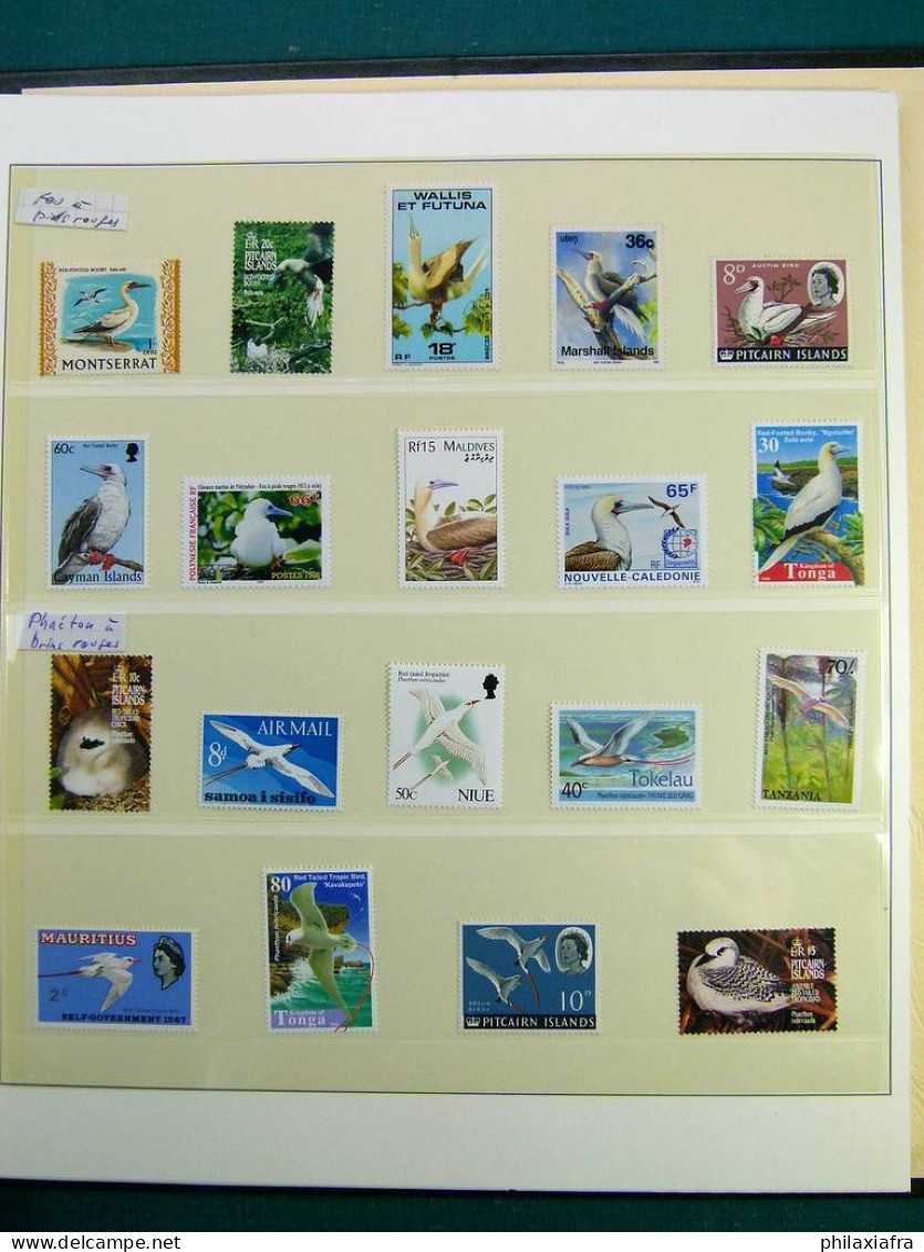 Collection thématique Oiseaux, sur album, timbres, neufs** oblitérés Pélicans