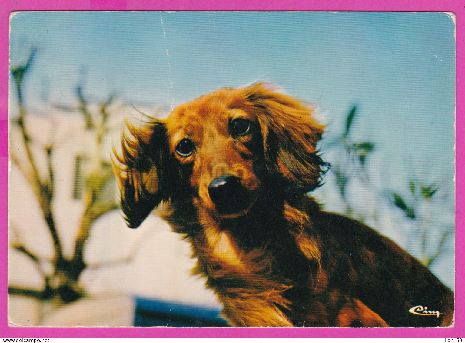 294228 / France Animal Long-haired Dachshund (Teckel Poil Long) Dog Breed PC 1985 Eysines USED 2.10Fr. Liberty Of Gandon - 1982-1990 Vrijheid Van Gandon