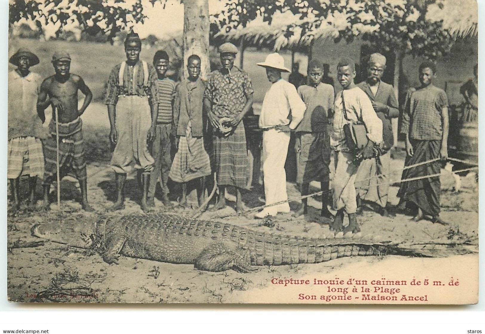 CONGO Français - Capture Inouï D'un Caïman De 5m. De Long à La Plage - Son Agonie - Maison Ancel - French Congo