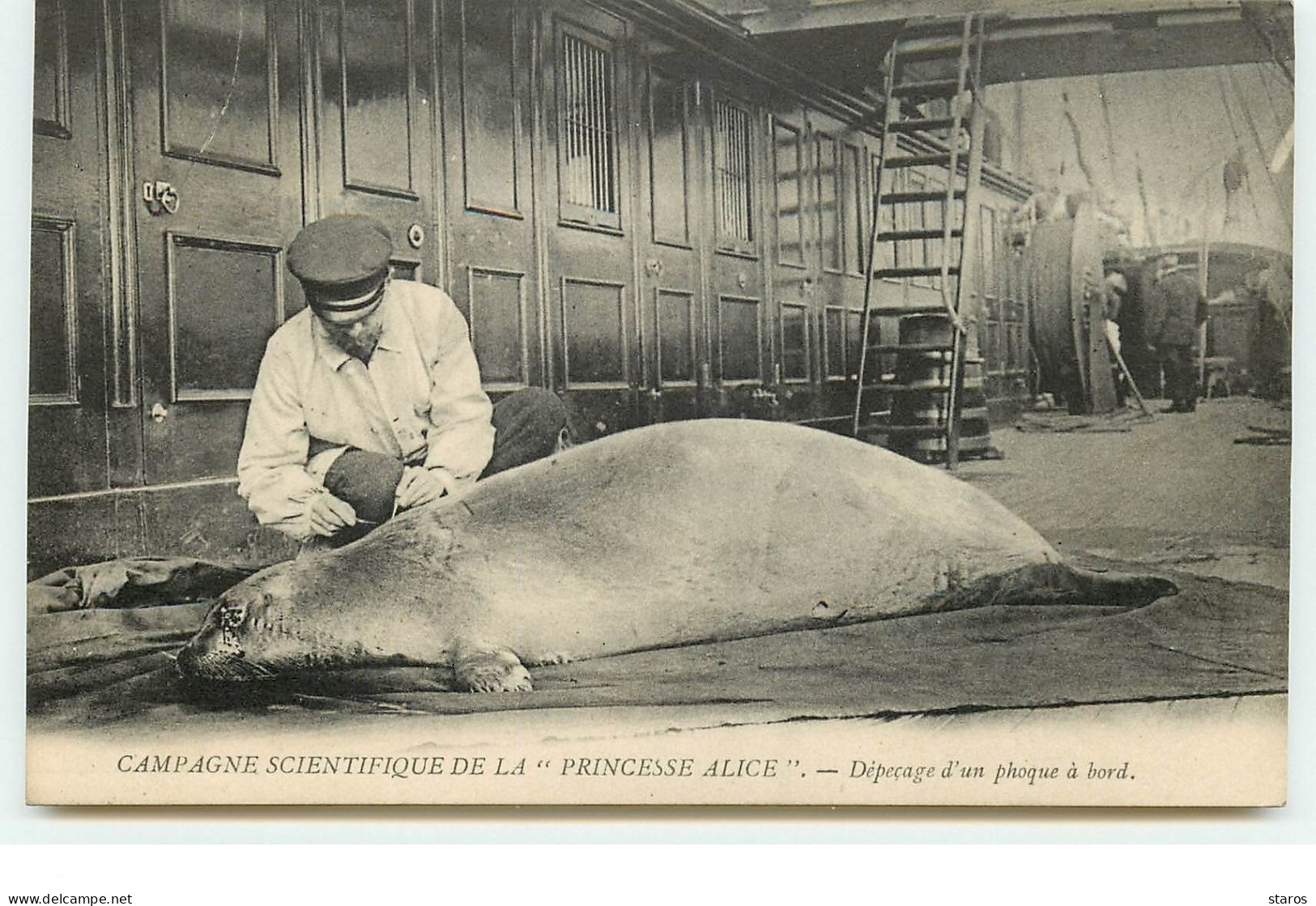 Bateau - Campagne Scientifique De La "Princesse Alice" - Dépeçage D'un Phoque à Bord - Autres & Non Classés