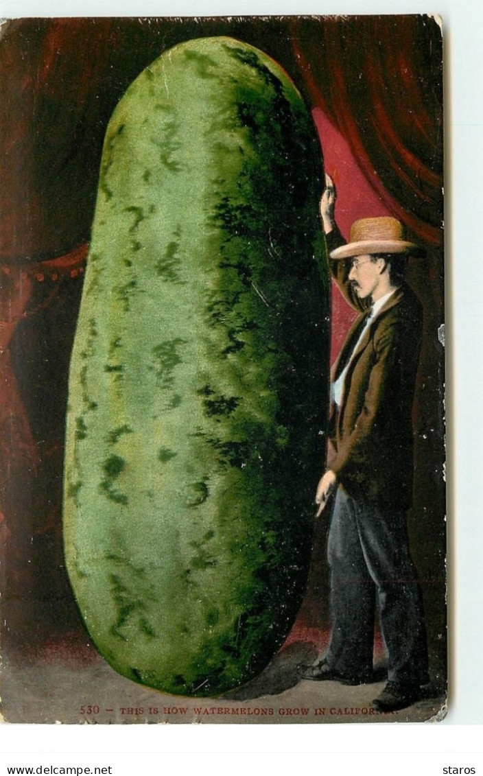 California - This Is How Watermelons Grow In California - Homme Près D'un Cornichon Géant - Other & Unclassified