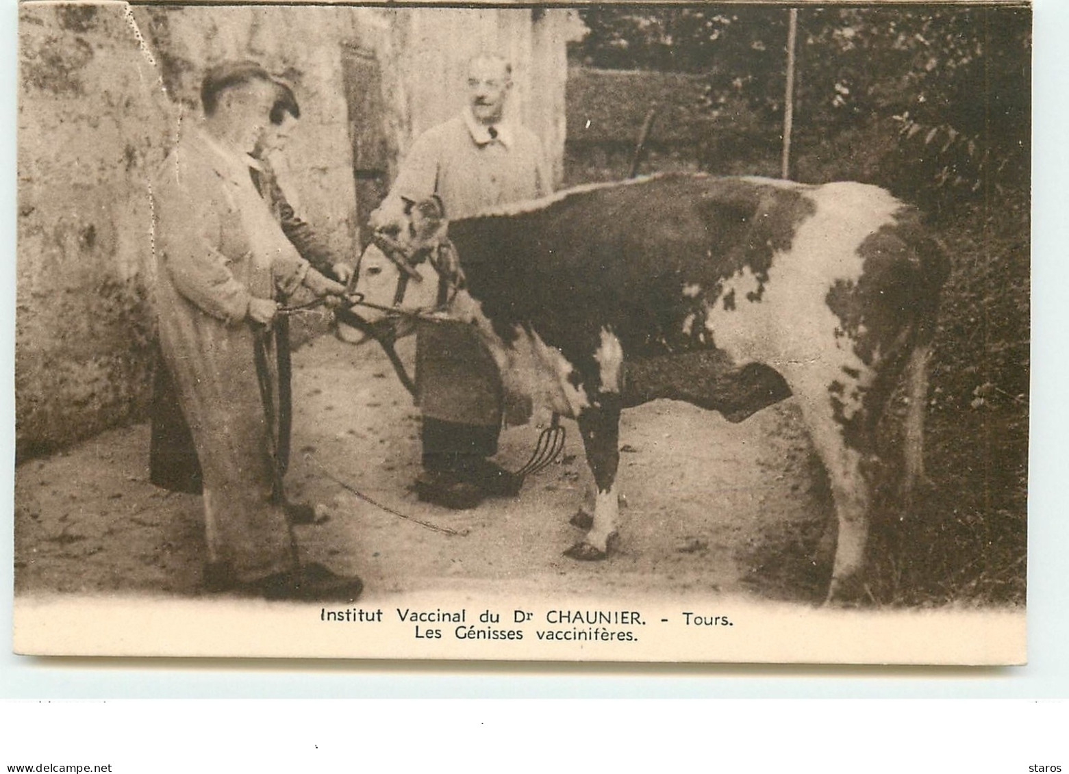 Institut Vaccinal Du Dr Chaunier - Tours - Les Génisses Vaccinifères - Cows