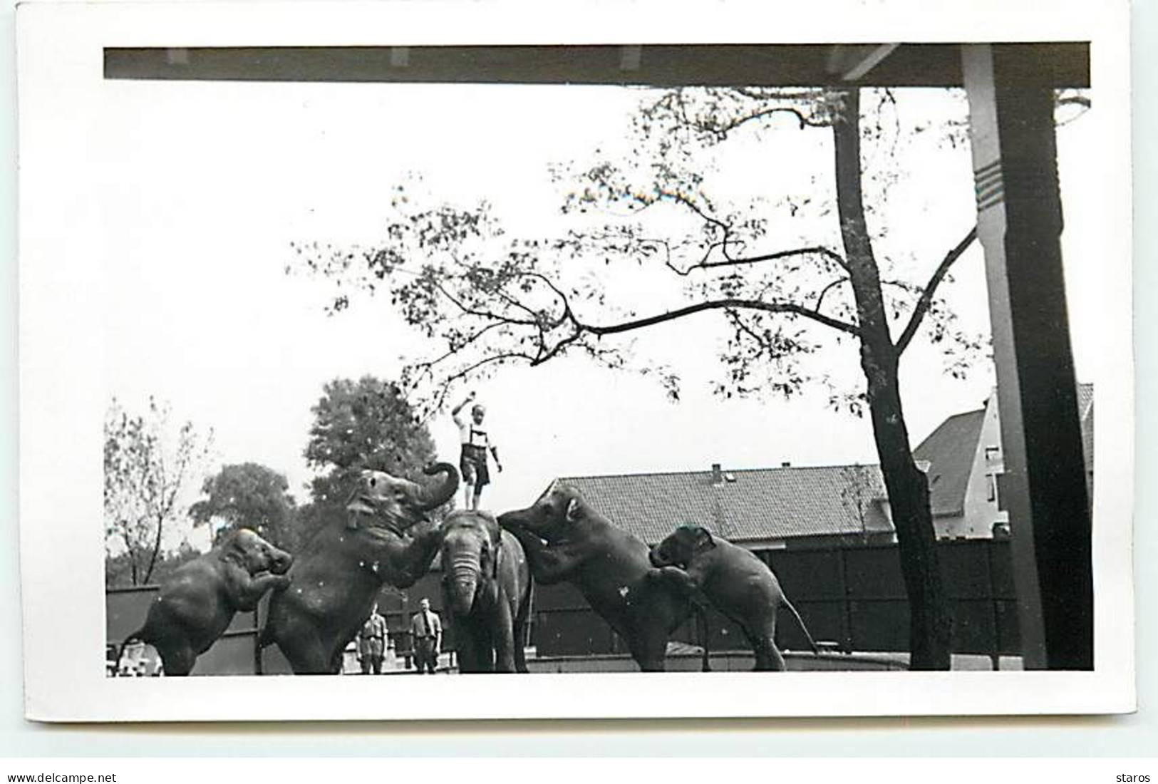 Animaux - Homme Faisant Des Acrobaties Sur Le Dos D'éléphants - Olifanten