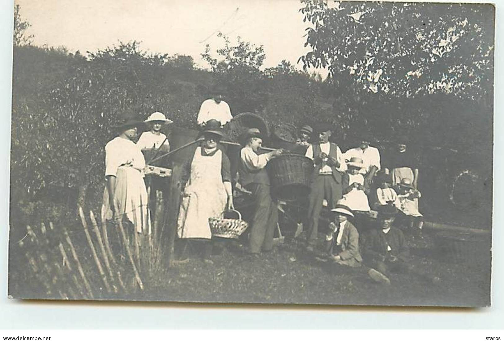 Carte Photo à Localiser - Hommes, Femmes Et Enfants Ramassant Des Fruits ??? - Zu Identifizieren