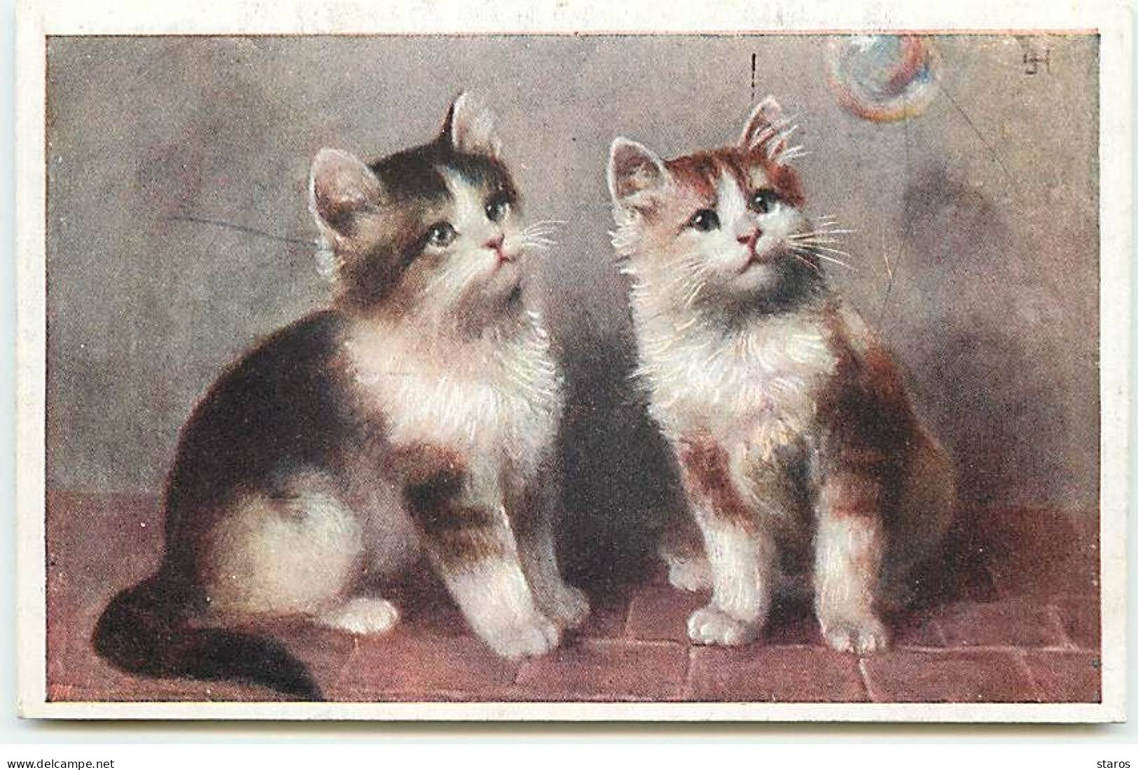 Animal - Deux Chats Regardant En L'air - Chats