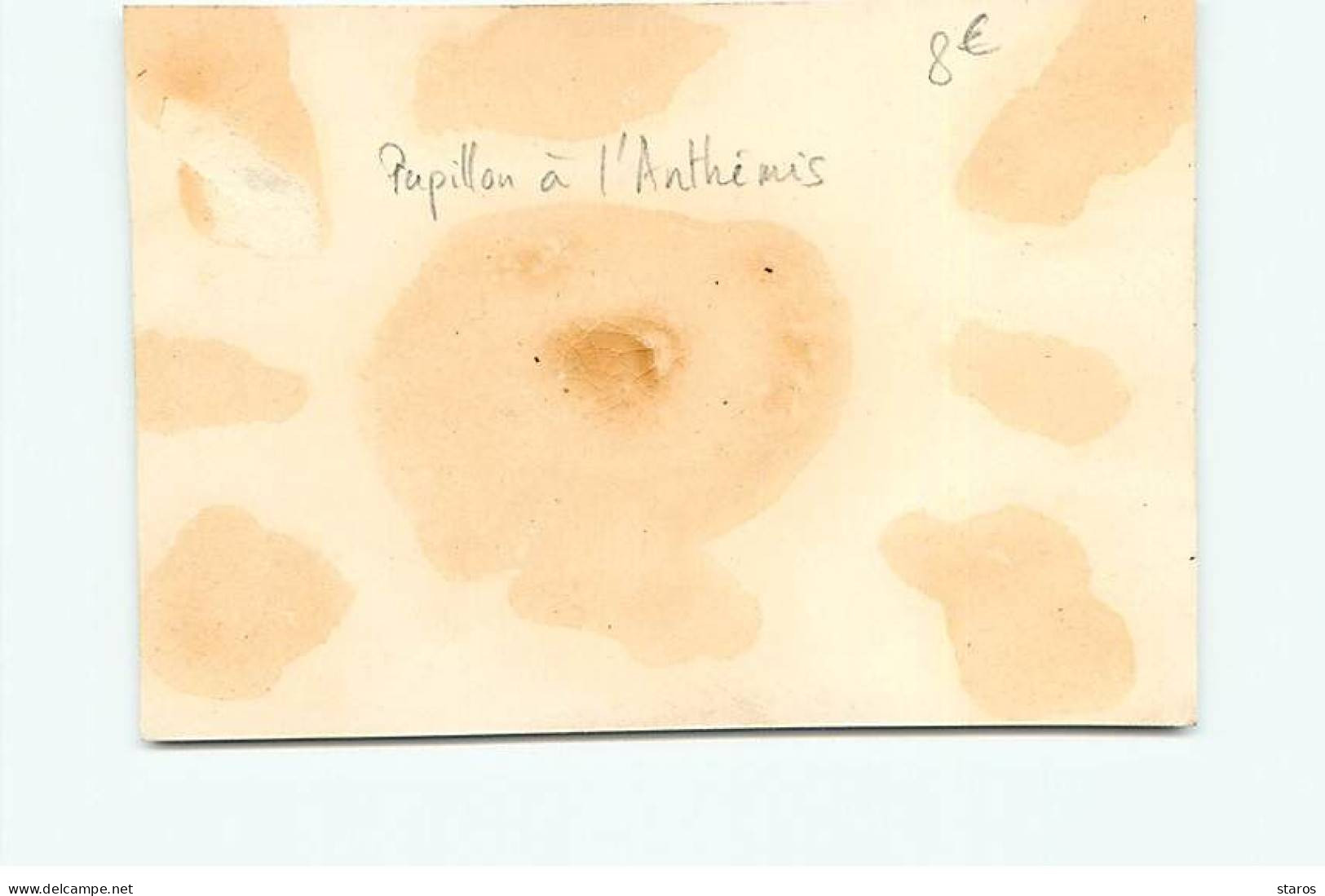 Chromos - Papillon à L'Anthémis - Format 8*11,6 Cm - Other & Unclassified