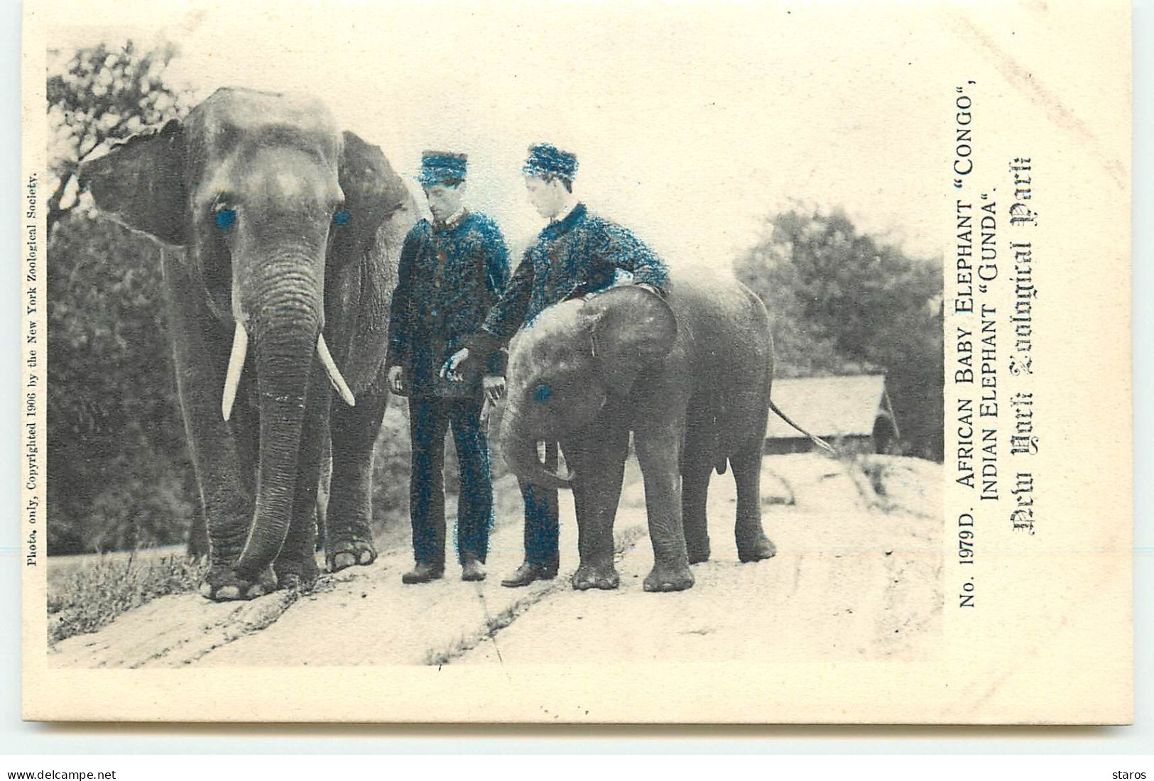 NEW YORK Zoological Park - African Baby Elephant Congo, Indian Elephant Gunda - Other & Unclassified