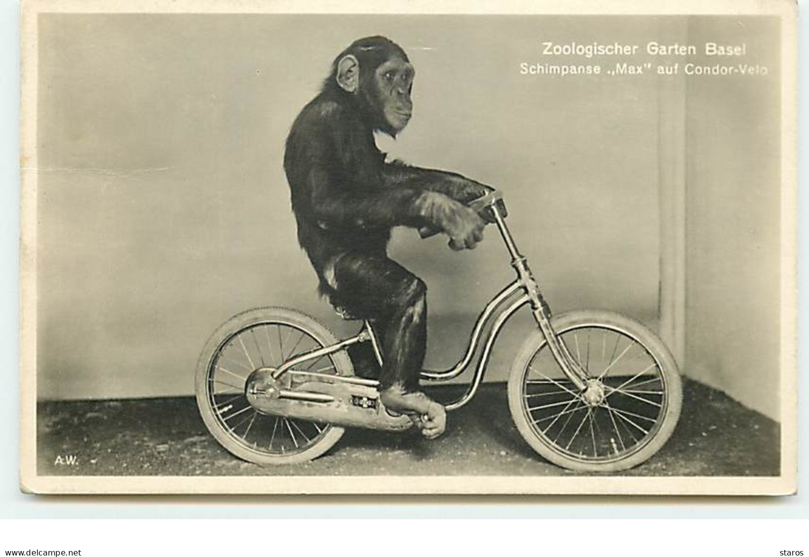BALE - Zoologischer Garten Basel - Schimpanse Max Auf Condor-Velo - Singe - Chimpanzé - Basel