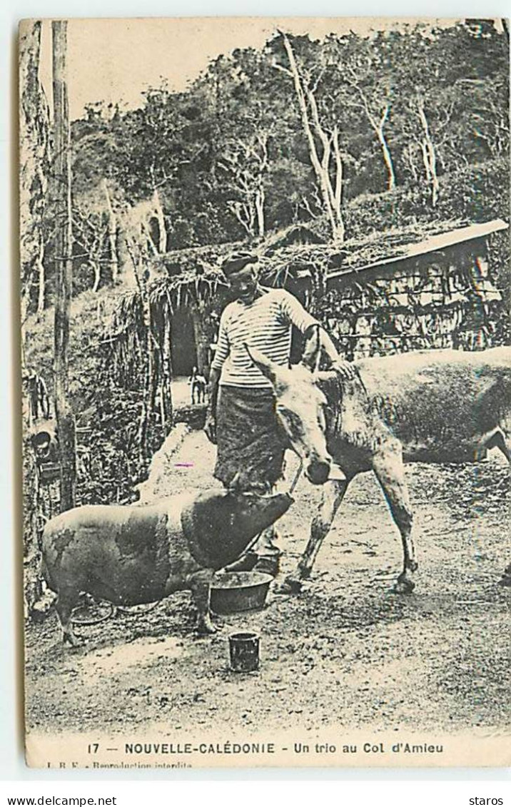 Nouvelle Calédonie - Un Trio Au Col D'Amieu - Un Homme, Un âne Et Un Cochon - Nouvelle Calédonie