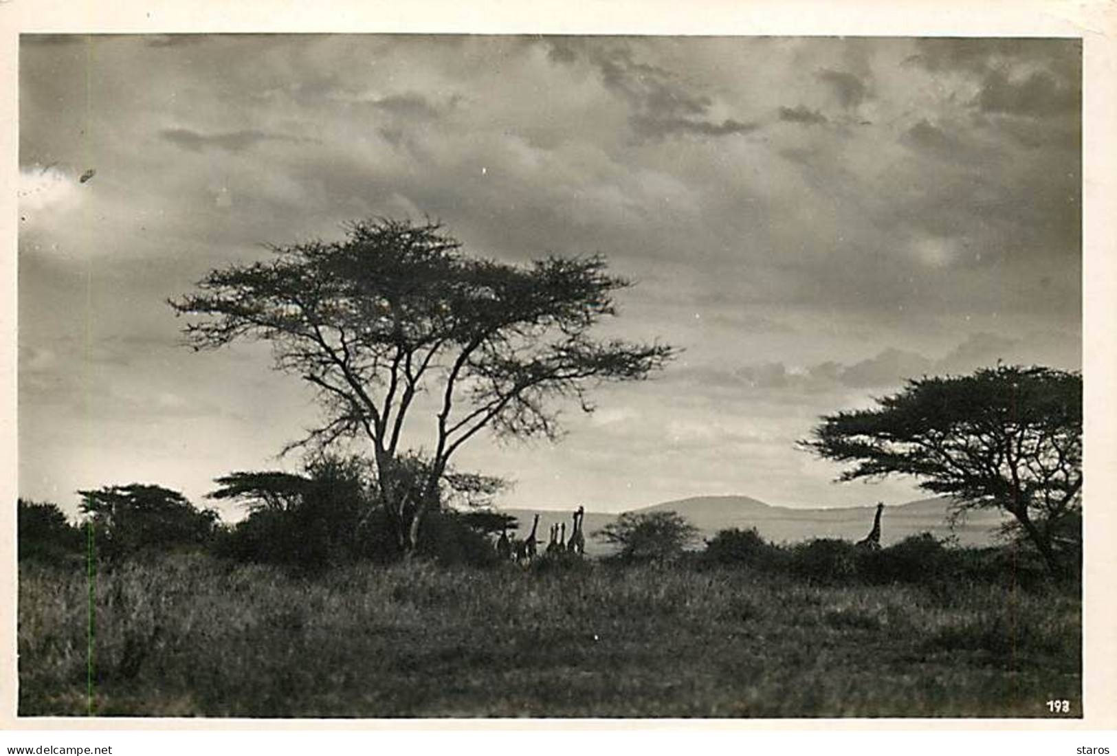 Kenya - Des Girafes - Photographe C. Zagourski N°193 - Kenya