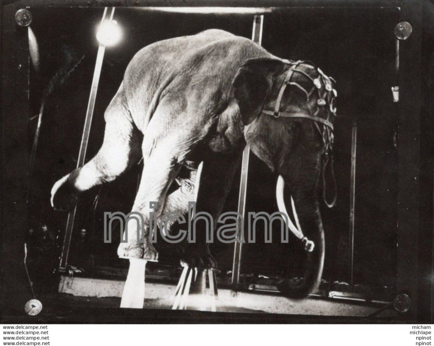 THEME -PHOTO - CIRQUE -  CLOWN  - FRATELLINI     - Photos Ancienne PAS CARTE POSTALE     Elephant - Photographie