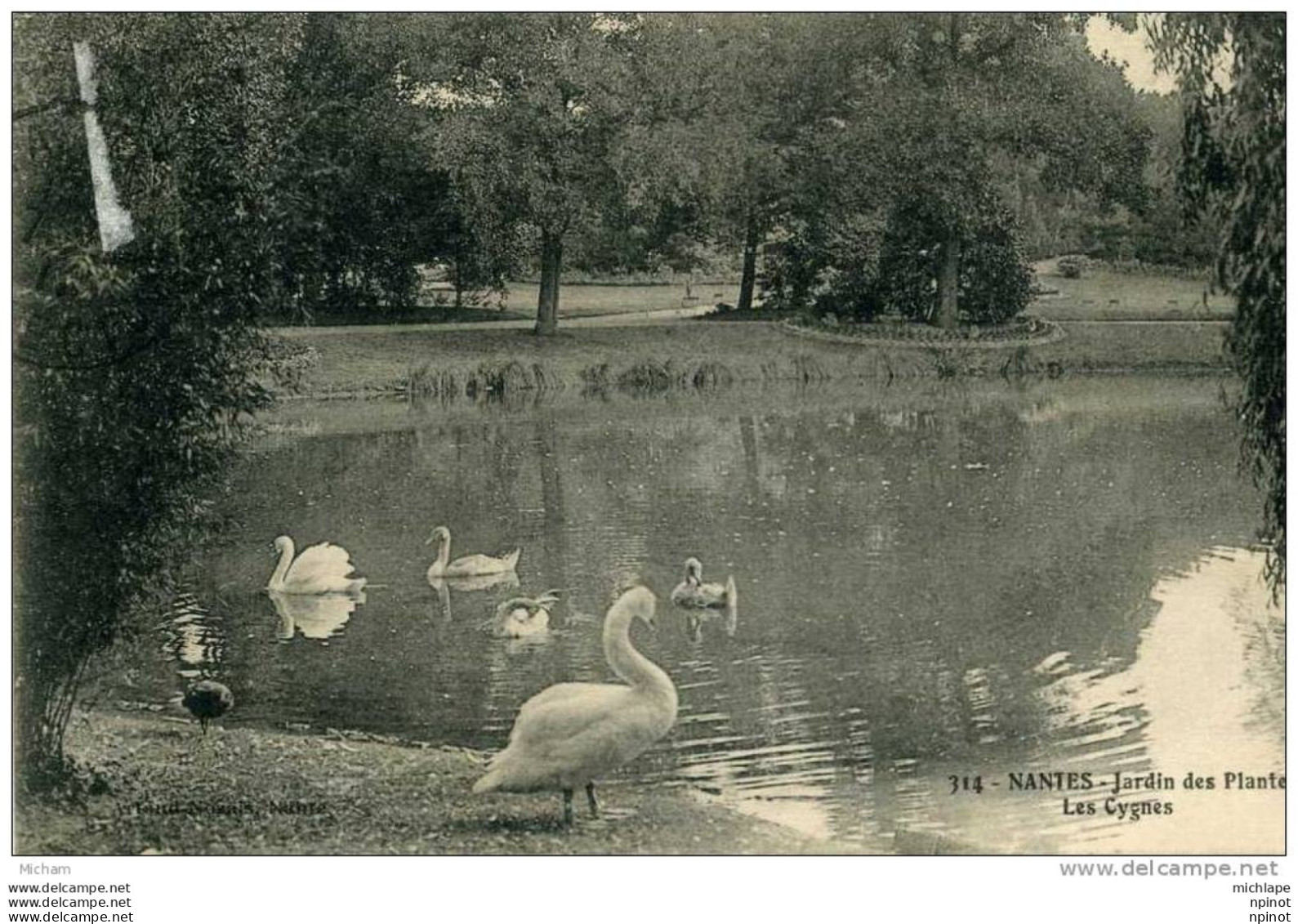 CPA  44   NANTES    JARDIN DES PLANTES  LES CYGNES  PARFAIT ETAT - Nantes