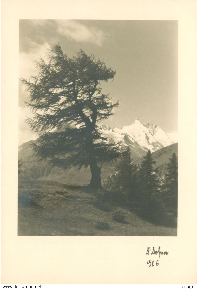 CPA- Autriche*Fotokunst Dr. Defner Sl 6 _ Kals Am Großglockner Baum * 2 Scans* TBE - Photographs