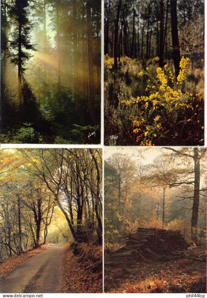 Vintage - 4 Belles C.P. D’Art - Forêts Et Sous-bois - Années 70 - #2 - DR - Bäume