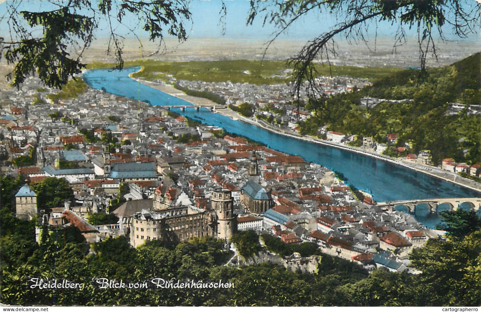 Postcard Germany Heidelberg Rindenhanochen - Andere & Zonder Classificatie